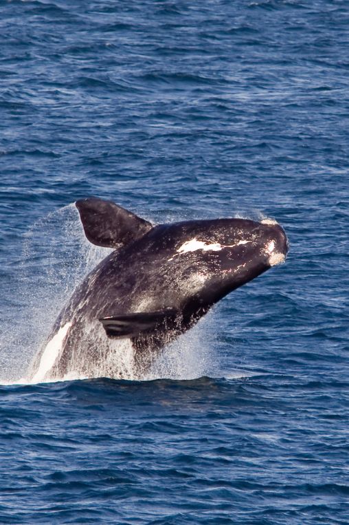 Whale South Africa