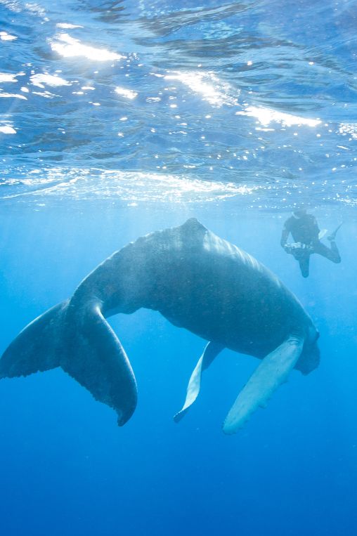 Whales in the Dominican Republic