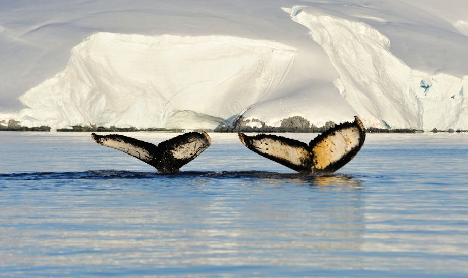 Whale tales Antarctica