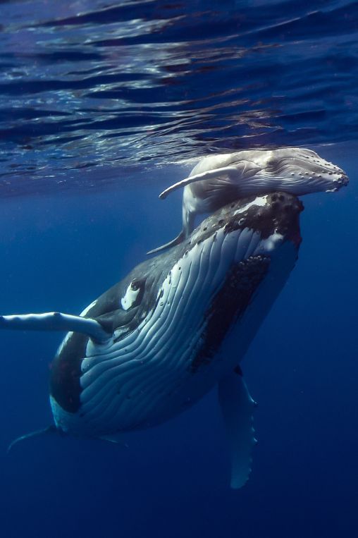 Whale with a child