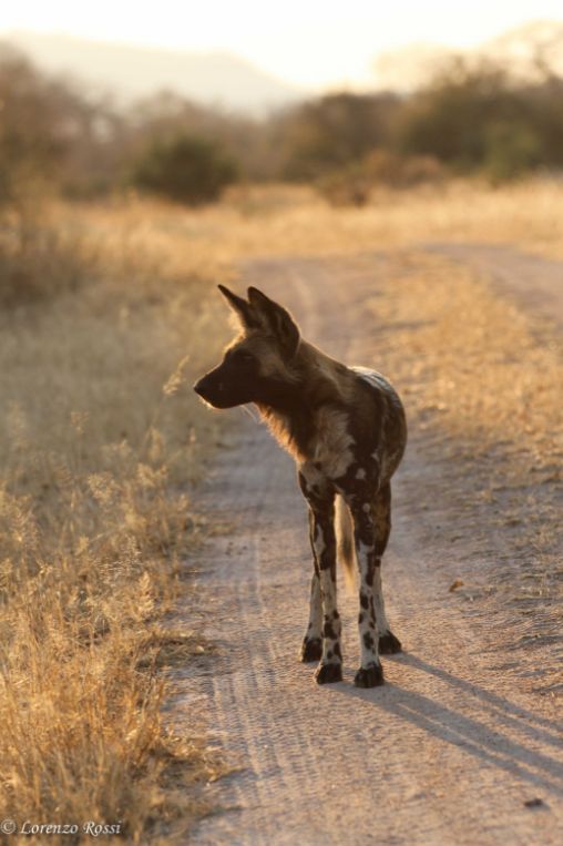 Wild dog Zimbabwe