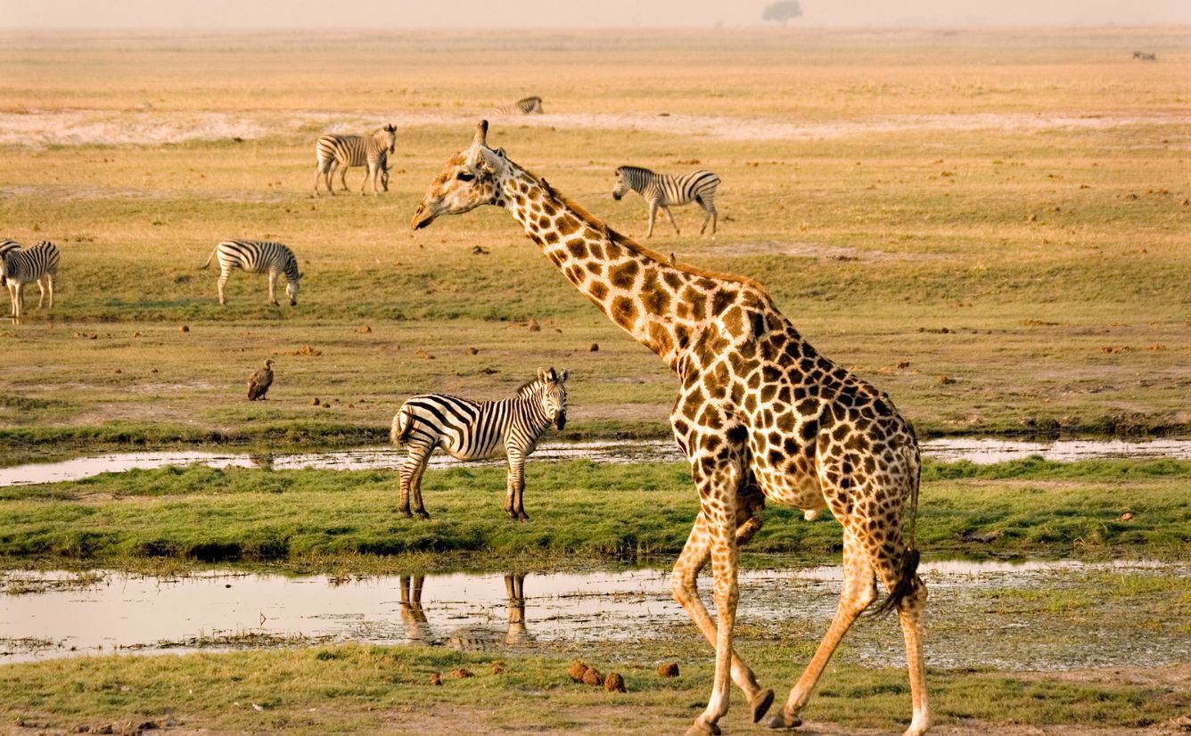 Wildlife at Chobe Riverfront seen on a luxury Botswana safari