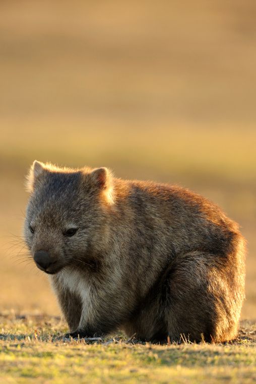 Wombat wildlife Tasmania