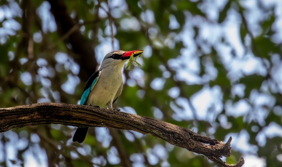 Woodland kingfisher Malawi