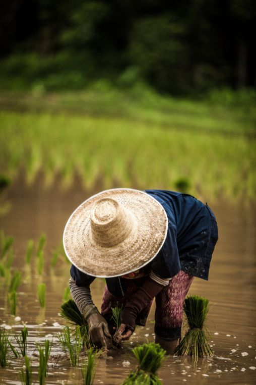 Working on rice field