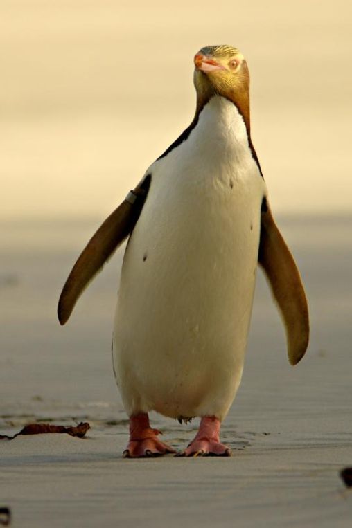Yellow eyed penguin Dunedin New Zealand