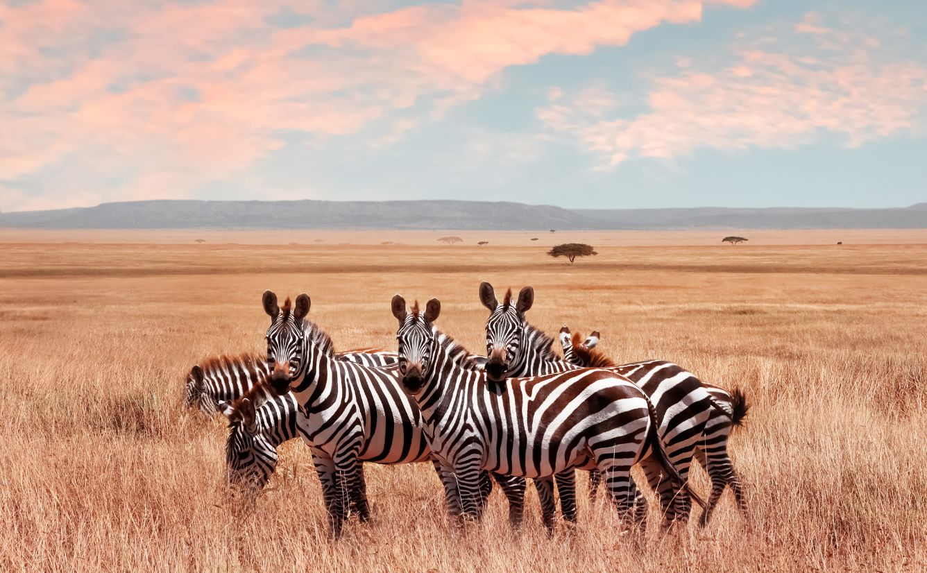 Zebras Serengeti National Park, Tanzania