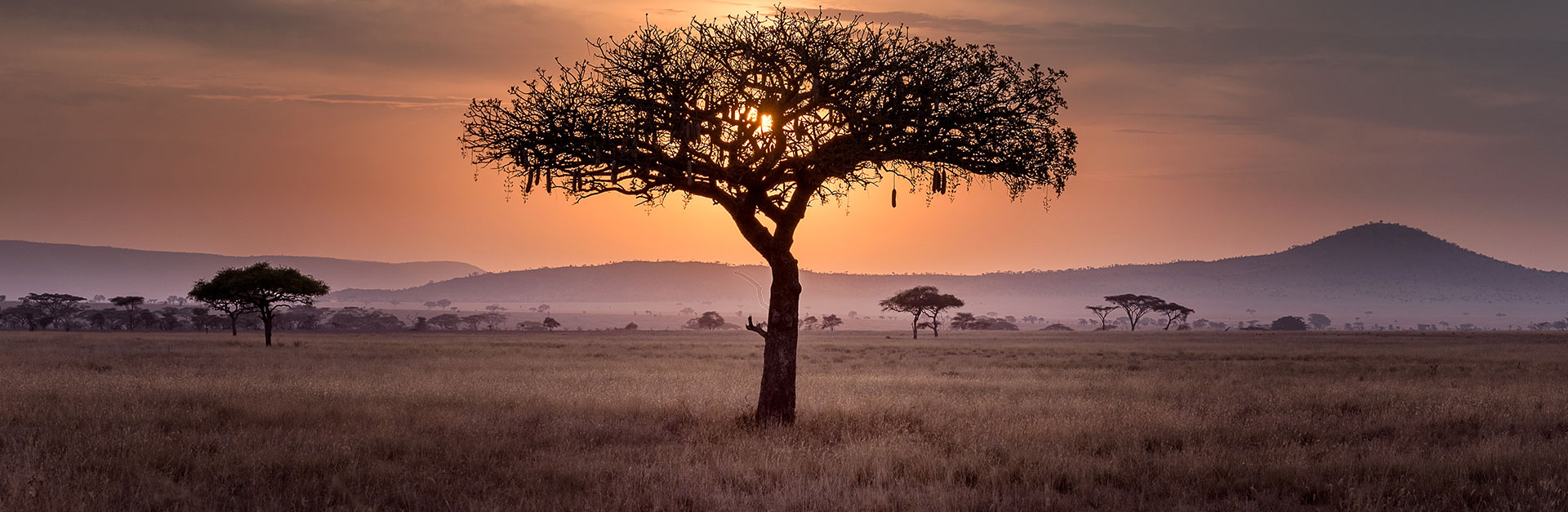 africa tree