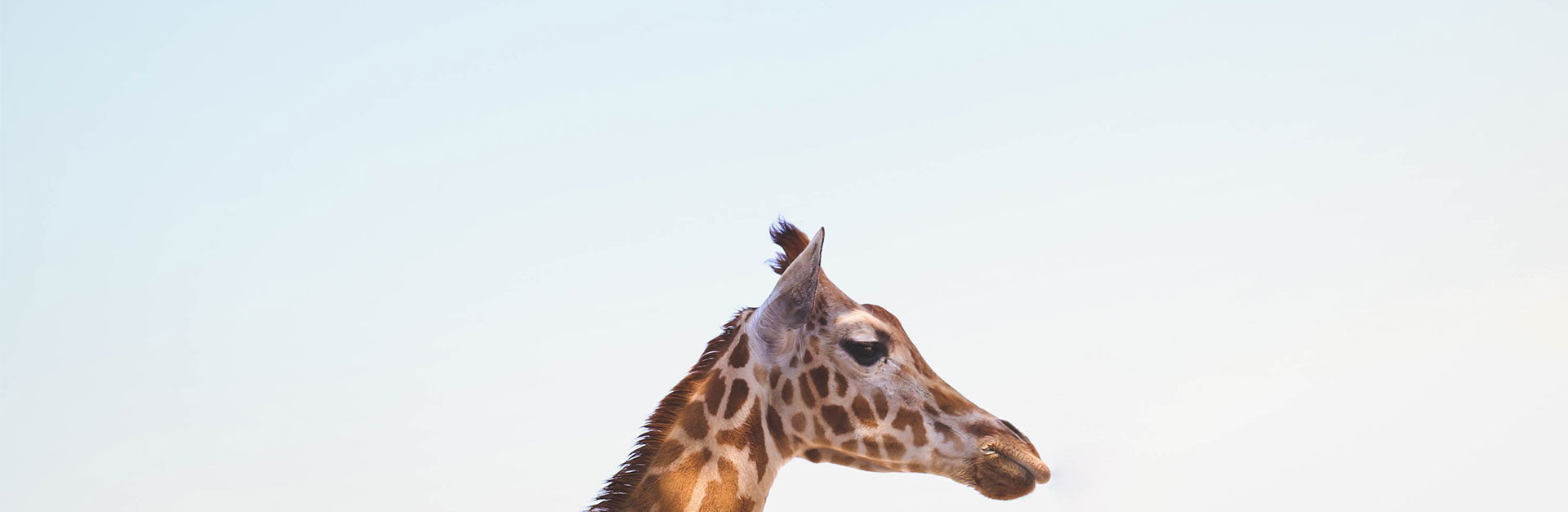 giraffe, botswana