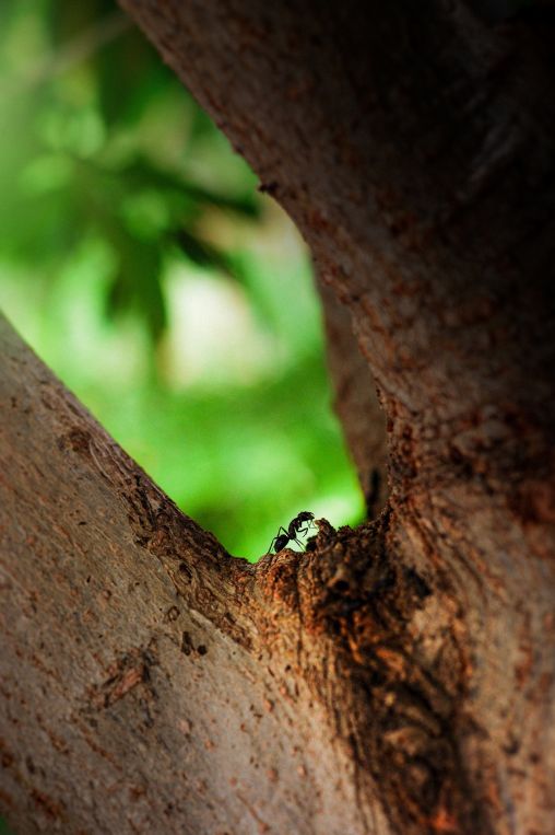 ant makodo in Republic of the Congo