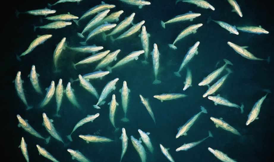beluga whales in Churchill