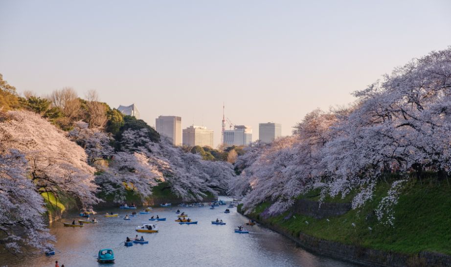 blossomed trees park Japan