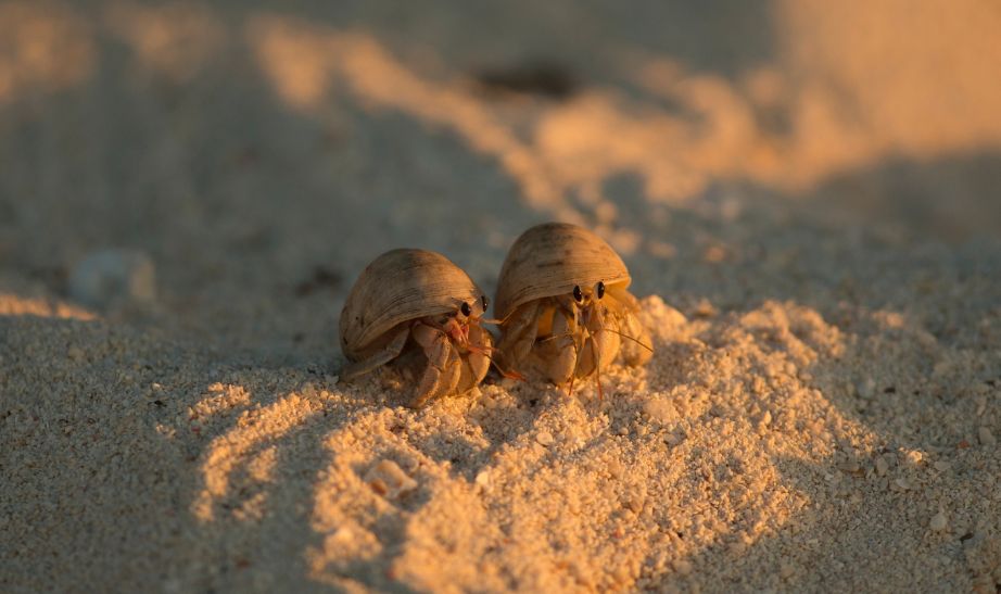 brown hermit crab Seychelles