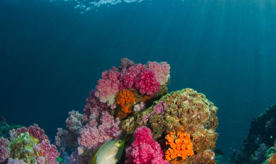 coral Ko Lipe Thailand