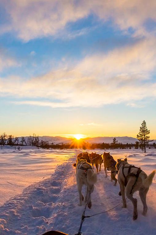dog sledding Greenland