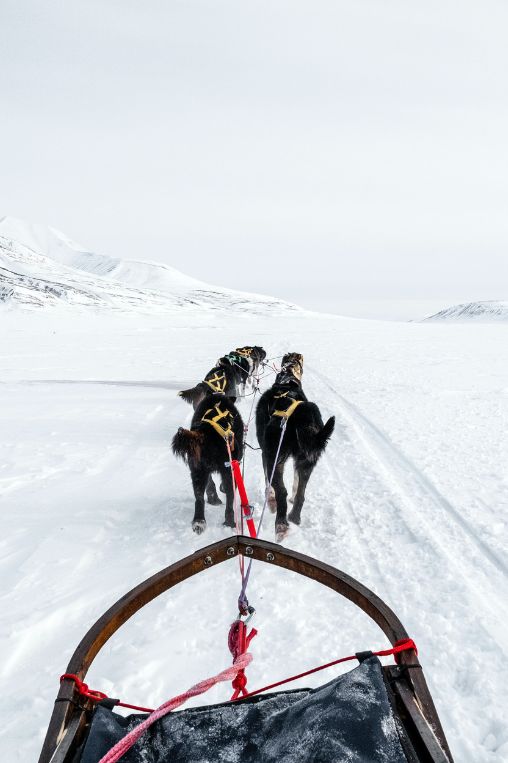 dog sledding Svalbard