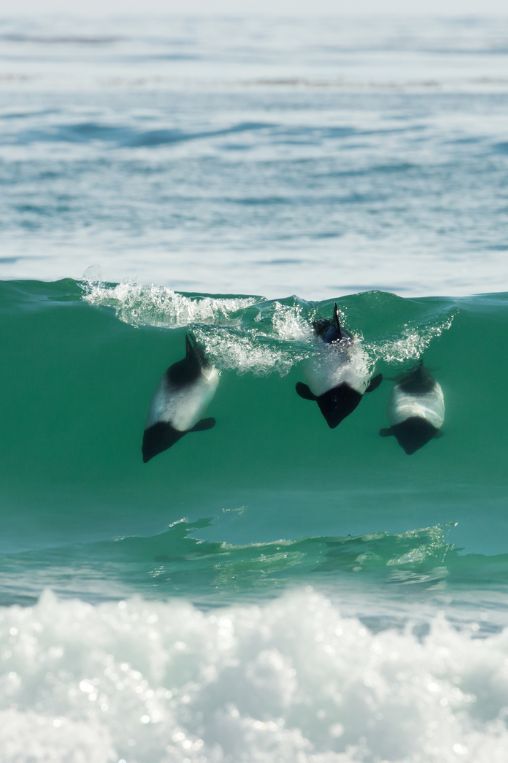dolphins swimming in the falkland islands