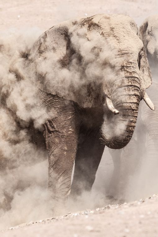 elephants scene Namibia