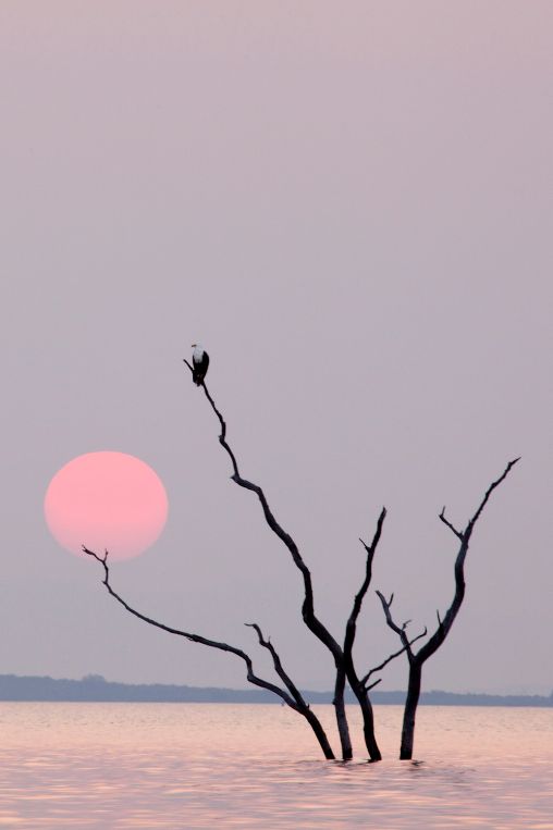fish eagle Zimbabwe