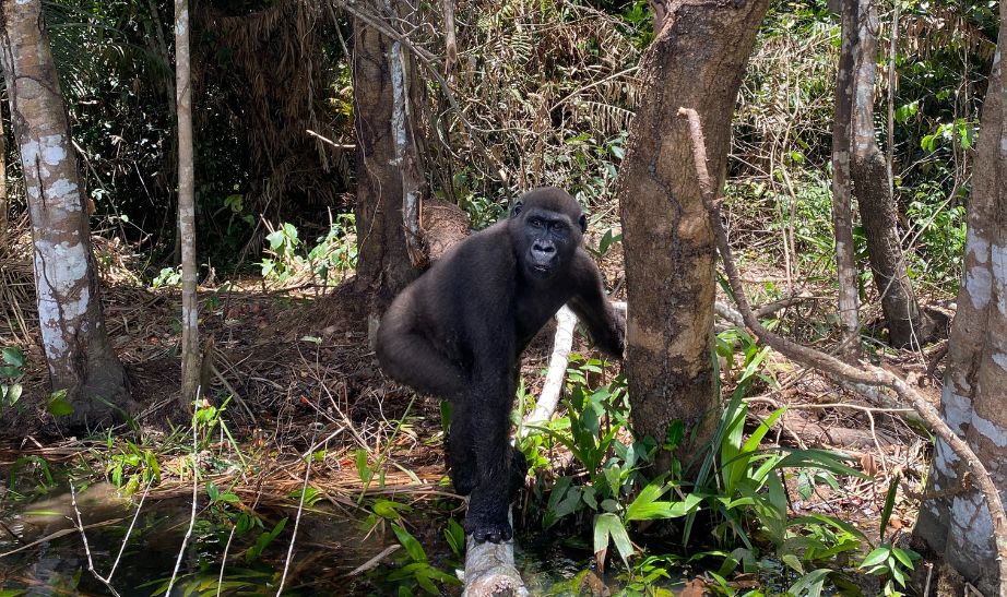 gorilla in Congo