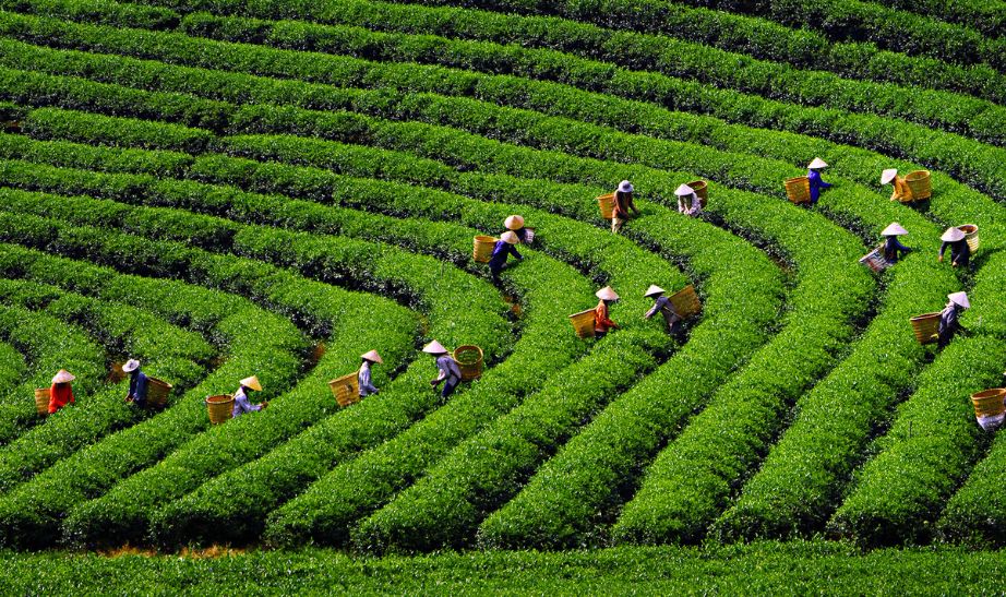 green highland Vietnam