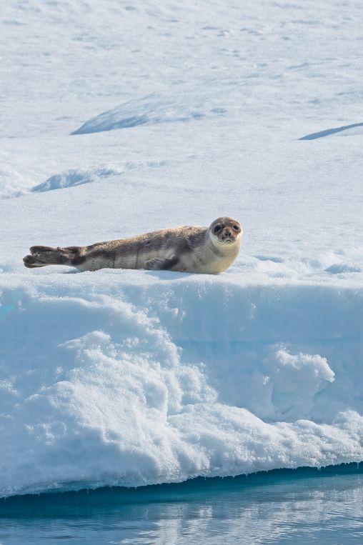 harp seal North Pole