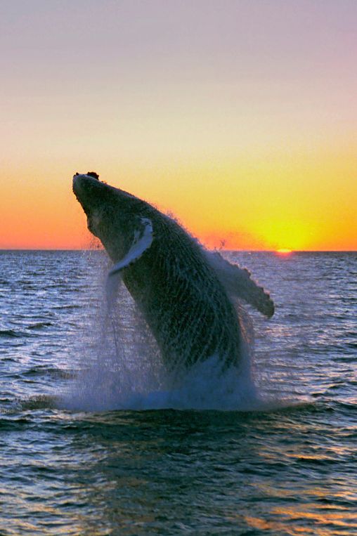humpback Iceland