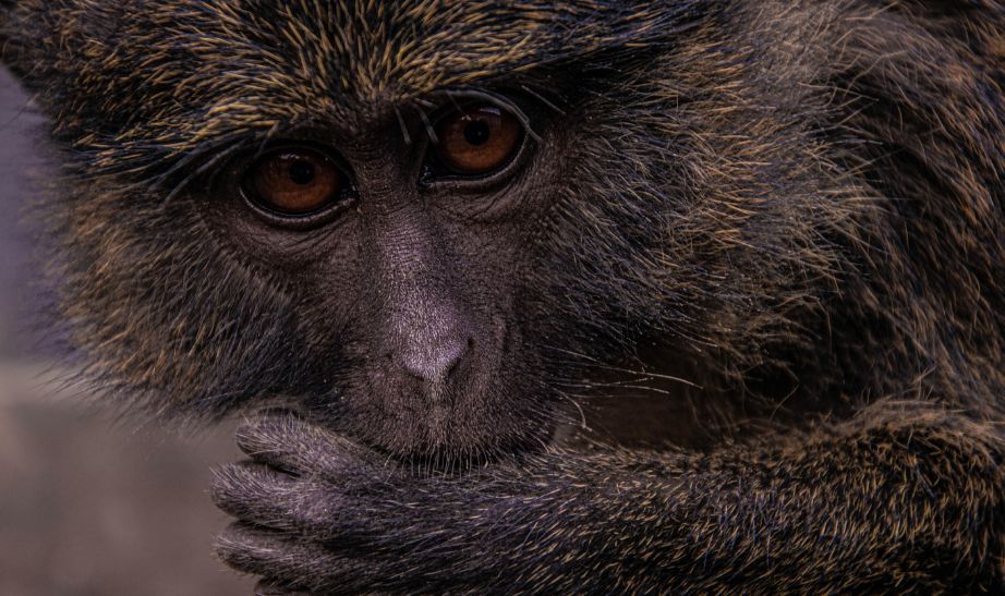 monkey Kinshasa