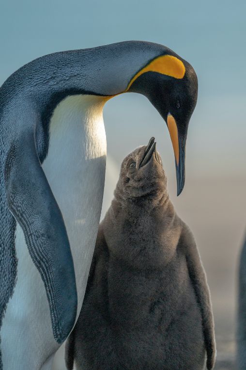 two penguins in the Falkland islands