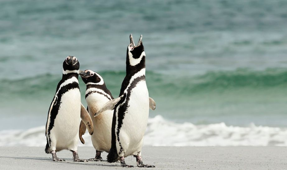 penguins on the beach in the Falkland islands