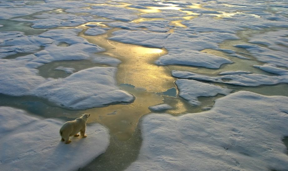 polar bear north pole