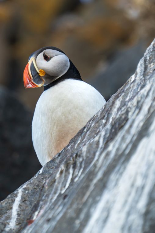 puffin Svalbard