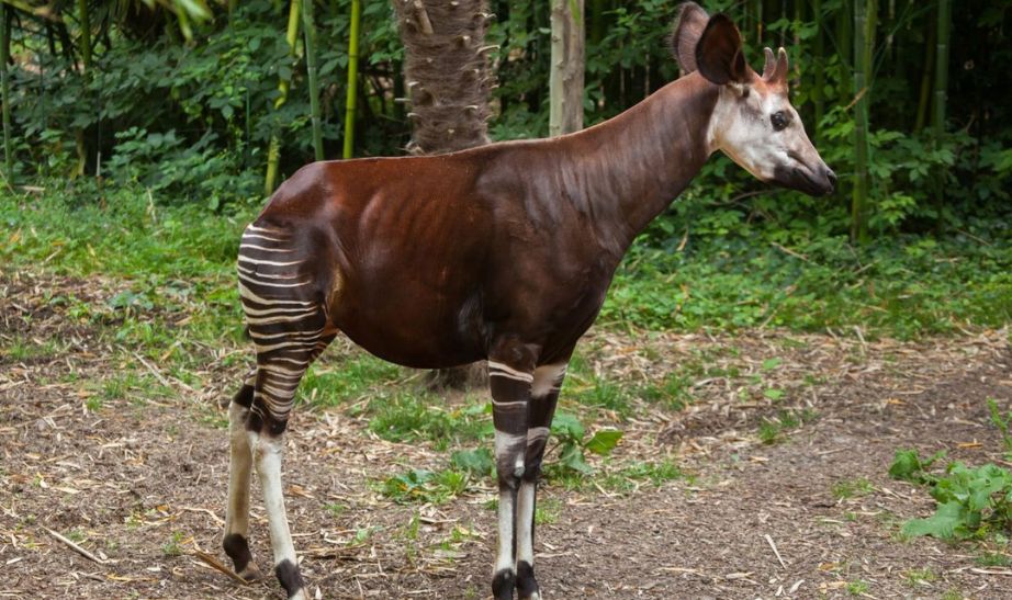 rare animal at the Republic of Congo