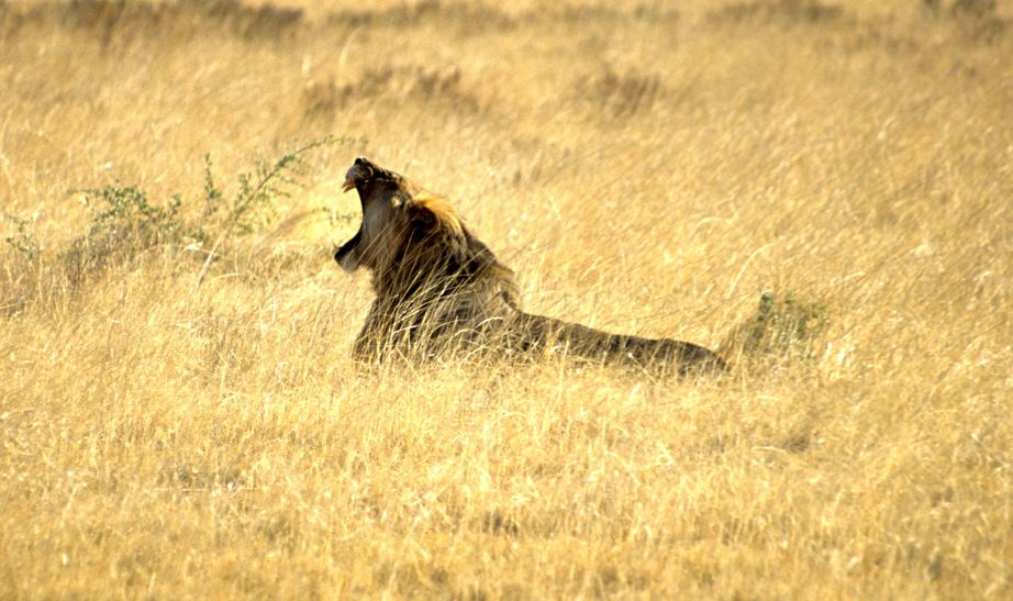 Roaring lions Namibia