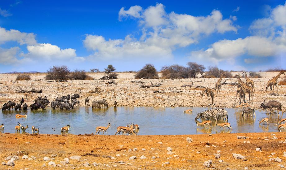 savana Namibia