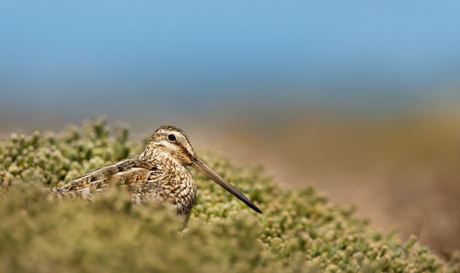 snipe in the Falkland islands