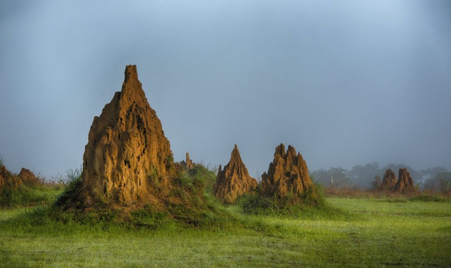 termite mounds savanna island, rainforest Congo Basin