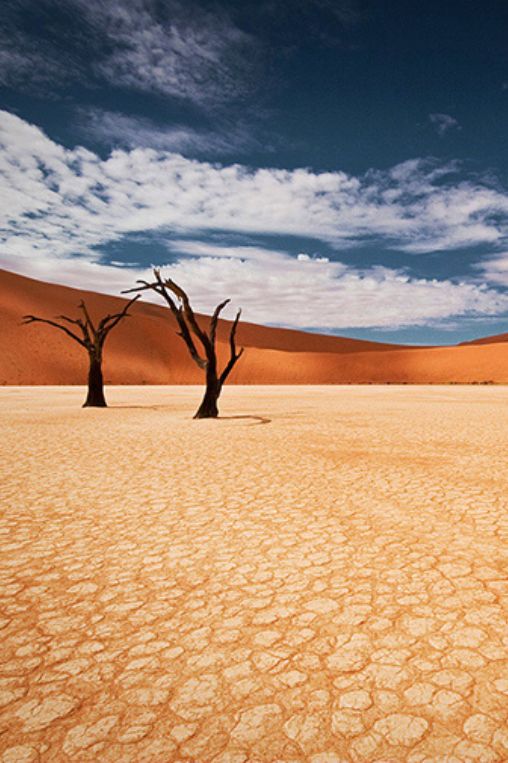 Namibia desert and trees