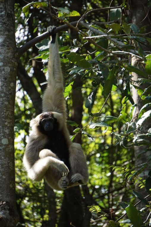 white monkey Siem Reap Cambodia