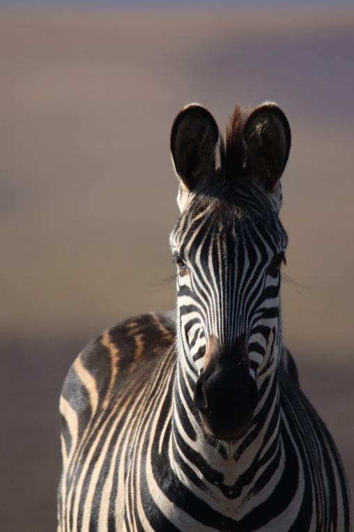 zebra Nyika national park Malawi