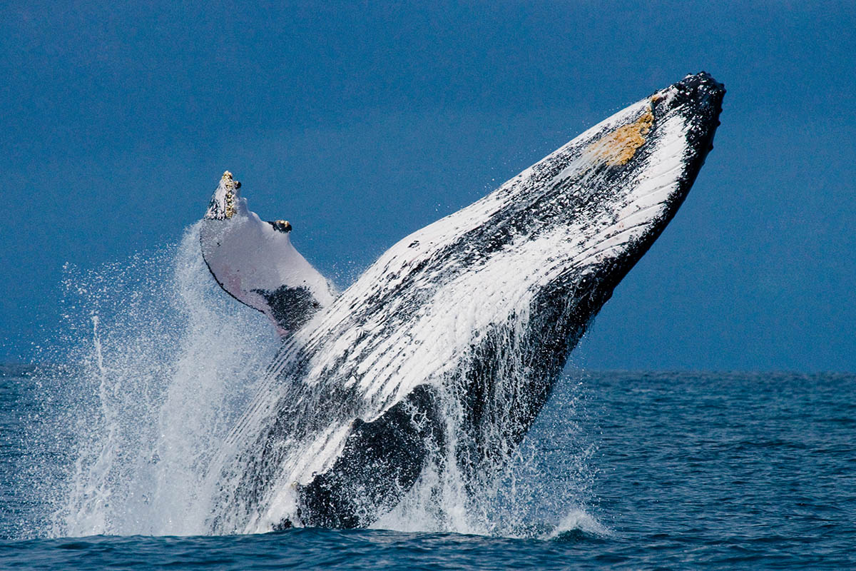 10 Amazing Wildlife Species to Spot in Madagascar