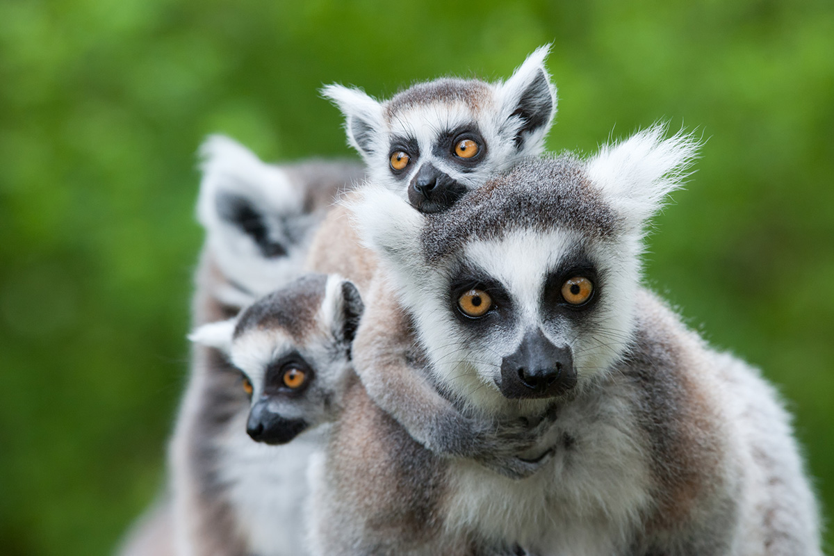 10 amazing wildlife species to spot in Madagascar