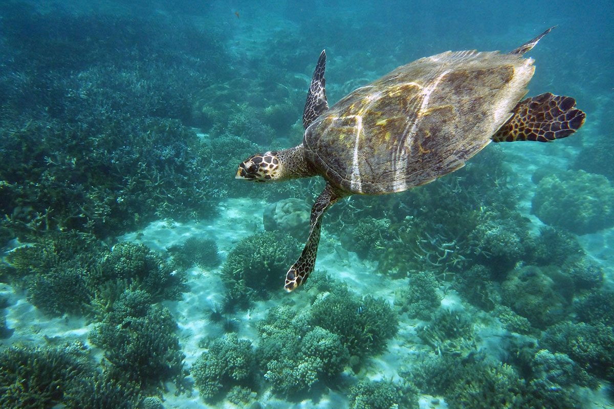 10 amazing wildlife species to spot in Madagascar