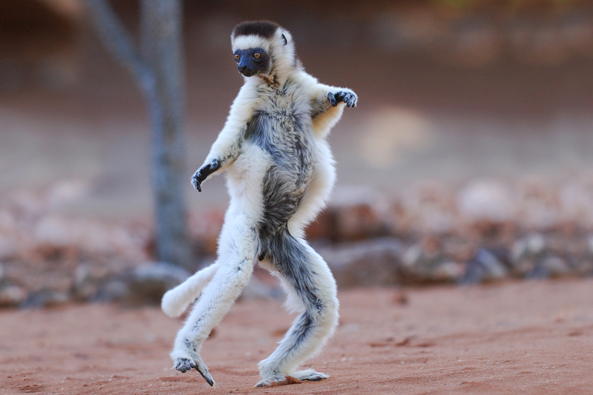 10 amazing wildlife species to spot in Madagascar