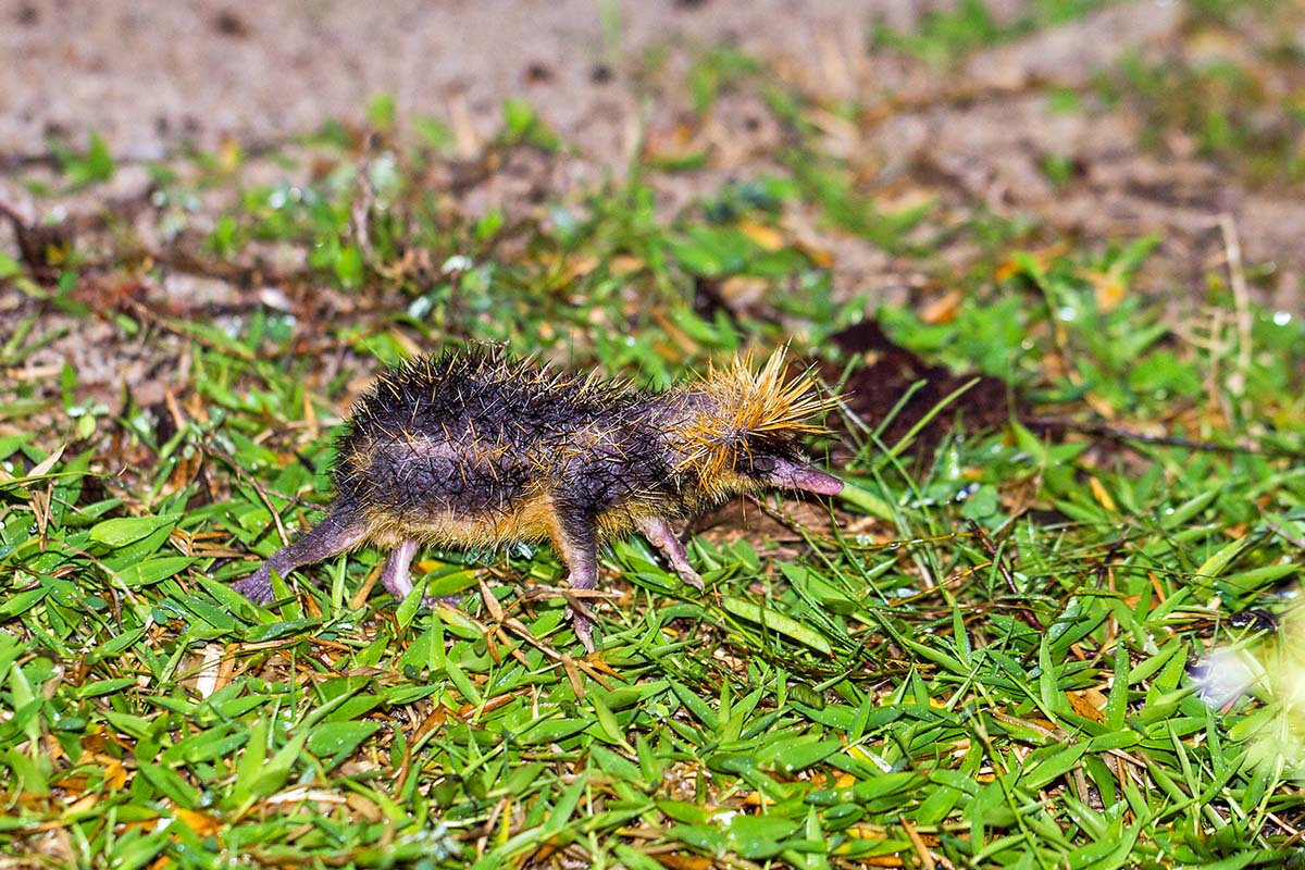 10 amazing wildlife species to spot in Madagascar
