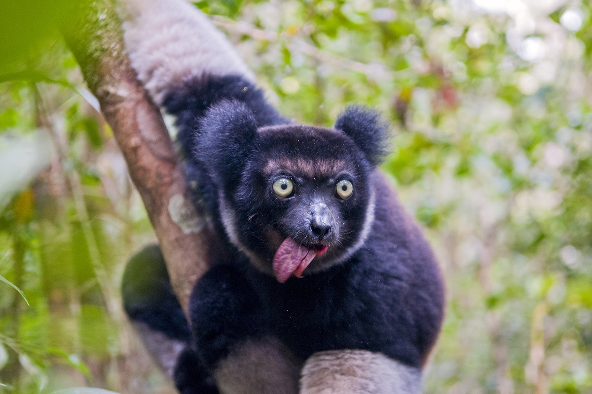 an aye-aye in madagascar
