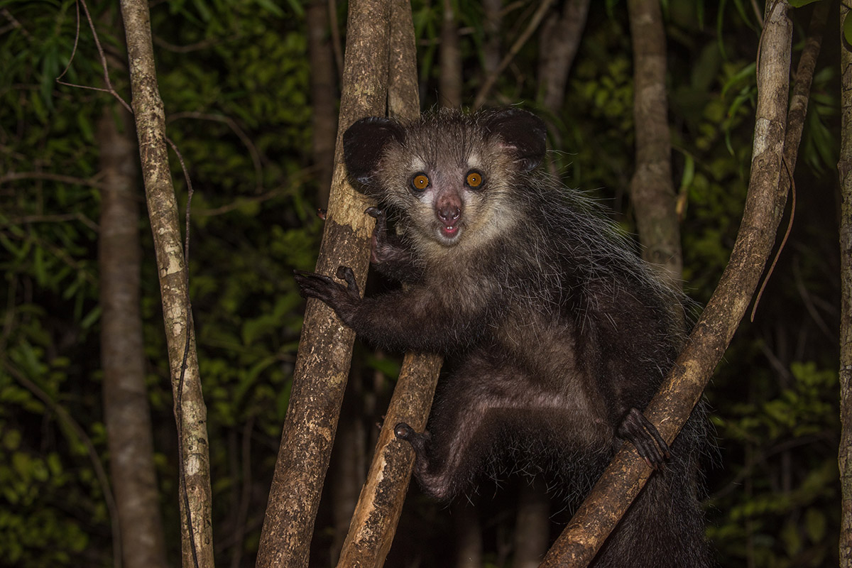 10 amazing wildlife species to spot in Madagascar