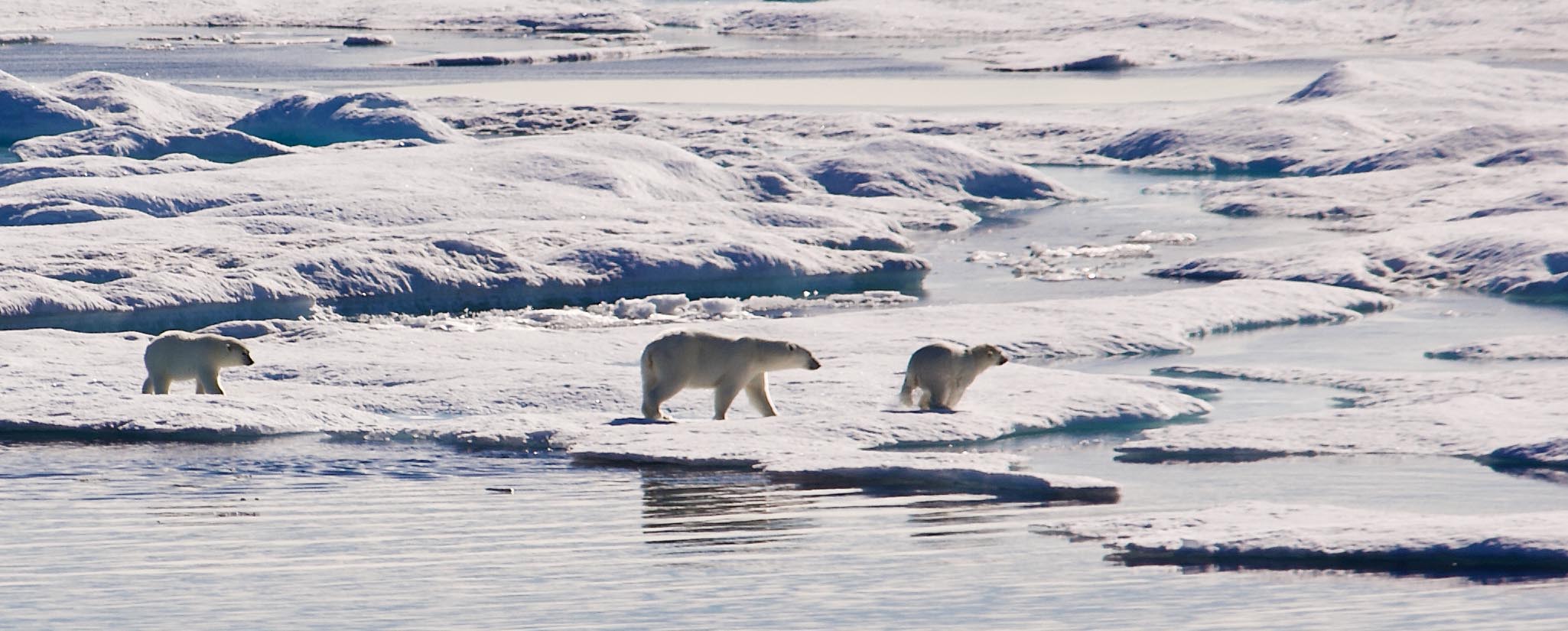17 Day cruise Northwest Passage Voyage