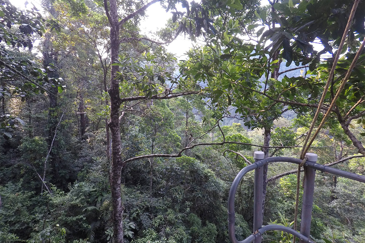 Forest walks in Costa Rica with cazenove+loyd