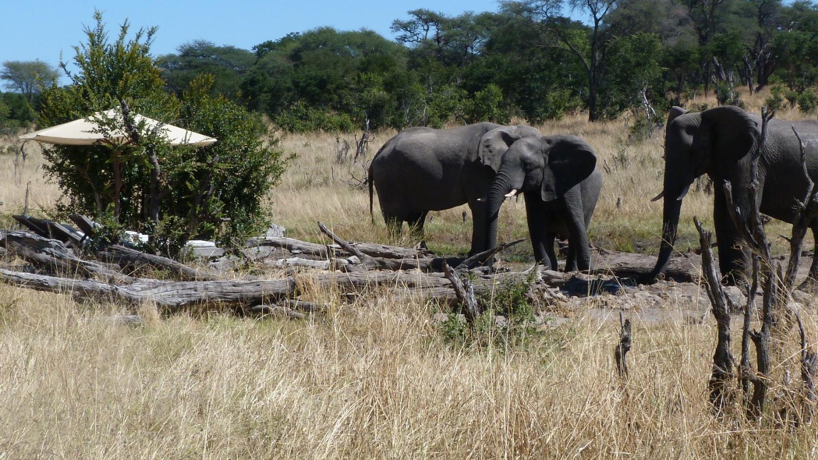 A Lazy Afternoon in Zimbabwe